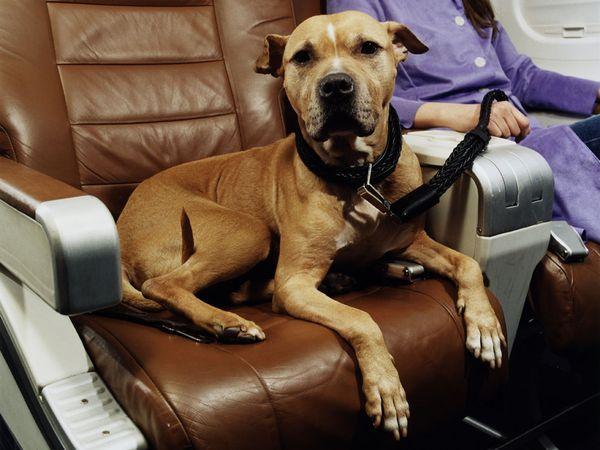 Best international destination to travel with your dog