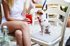 Most Pet Friendly US Airlines to visit in 2021