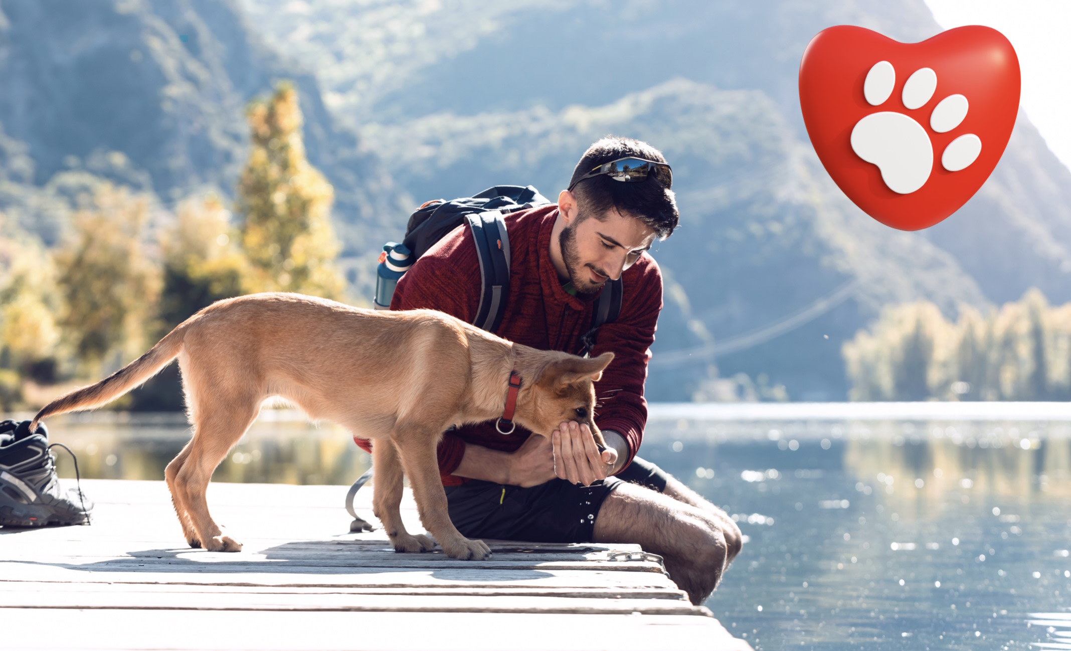 Traveling with a dog