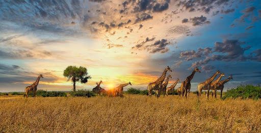 Guía de los parques nacionales africanos: vida silvestre, paisajes y conservación