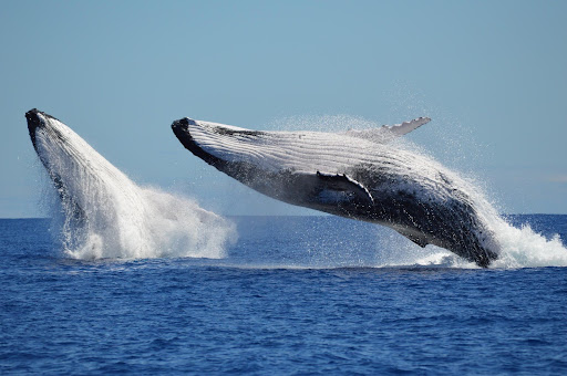 Experiencias de observación de ballenas: dónde ir para los mejores encuentros