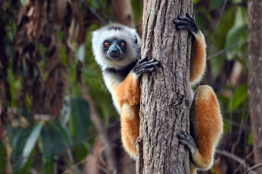 Descubre Madagascar: Un Viaje Encantador a la Isla de las Maravillas Únicas