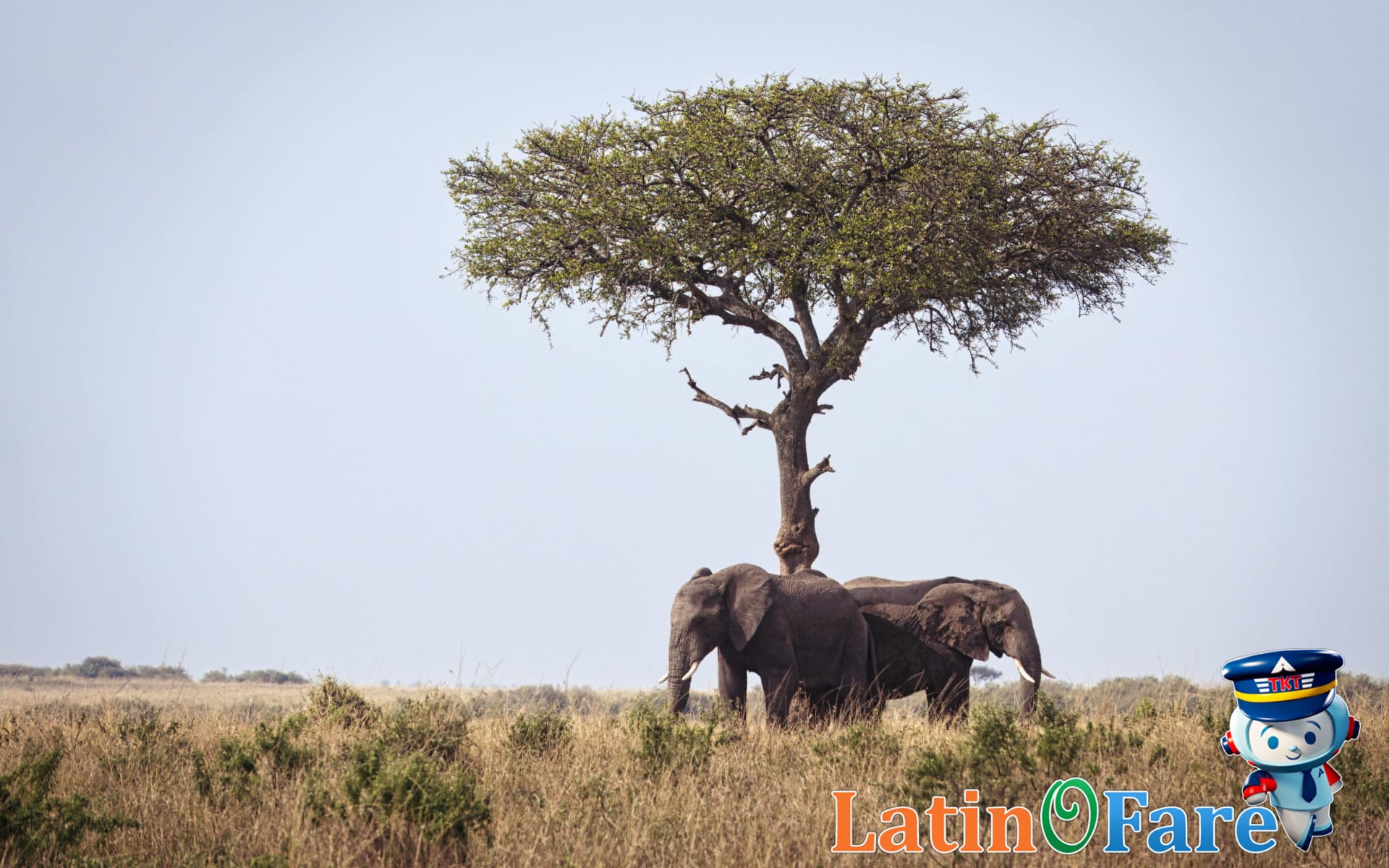 Africa Dry Season Safari: When and Where to See the Big Five
